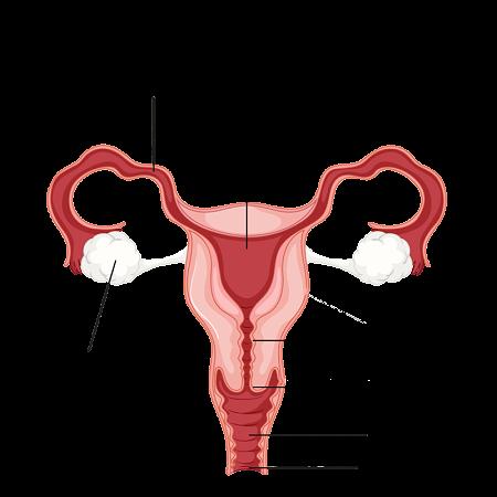 "มะเร็งปากมดลูก" คืออะไร?